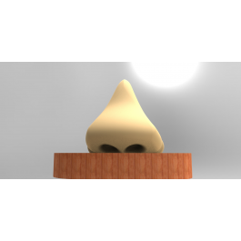 Model of Human Nose